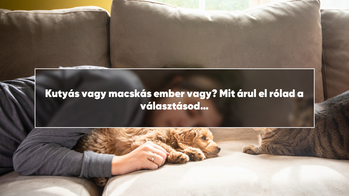 Kutyás vagy macskás ember vagy? Mit árul el rólad a választásod