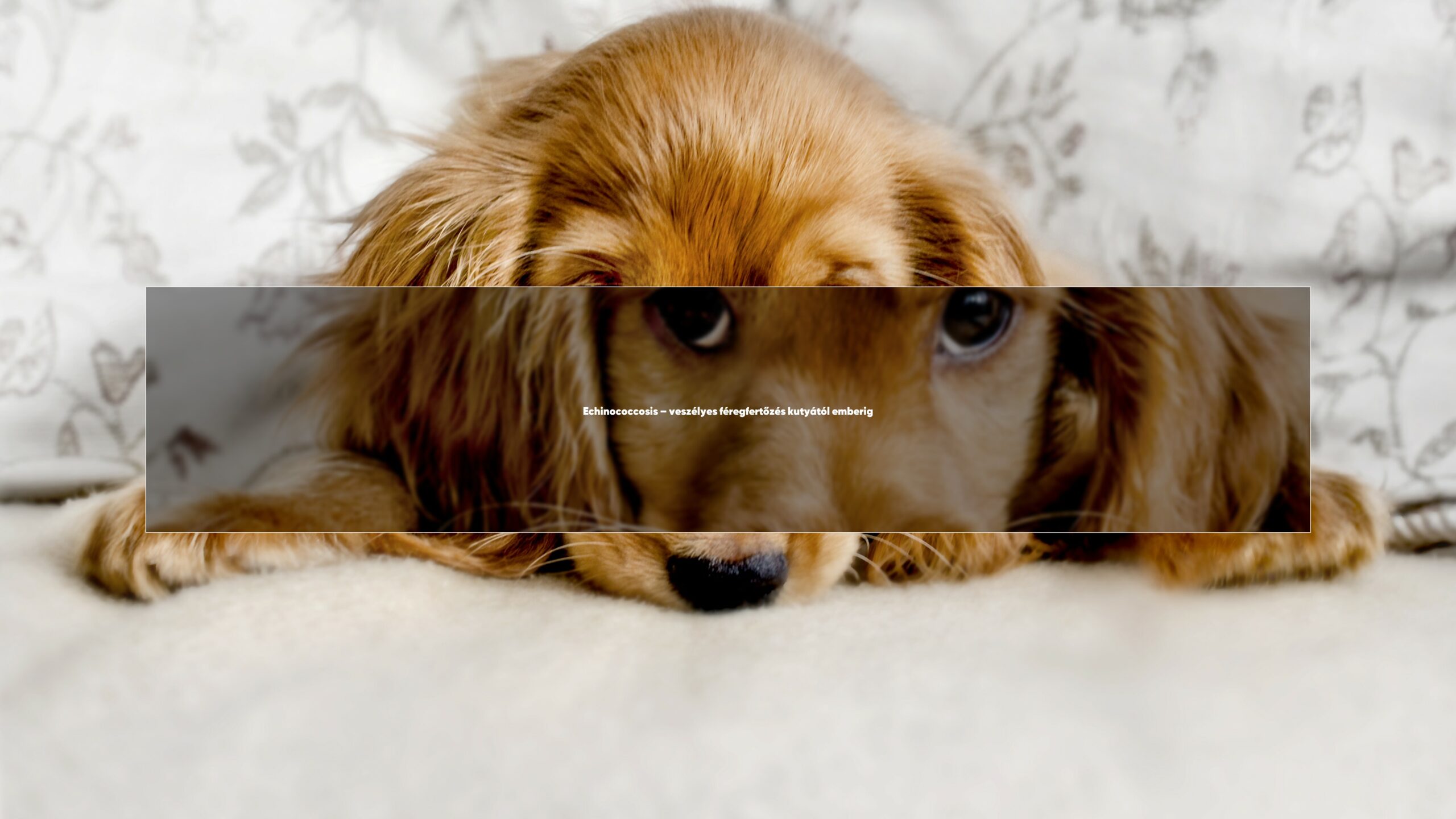 Echinococcosis – veszélyes féregfertőzés kutyától emberig